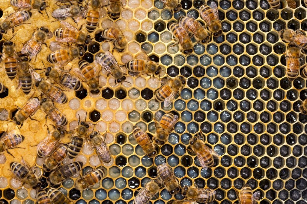 How to Encourage Honey Bees to Build Comb