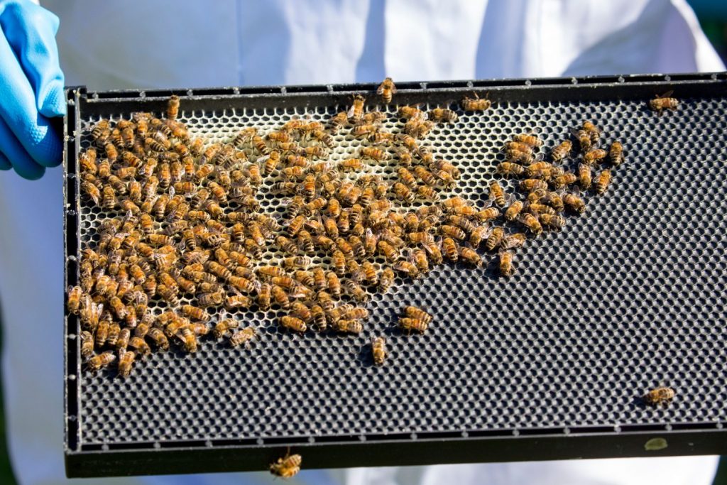 Plastic vs Wooden Beehive Frames