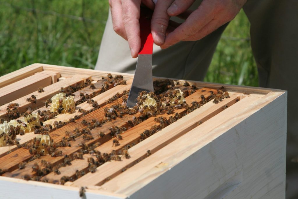 Removing Burr Comb