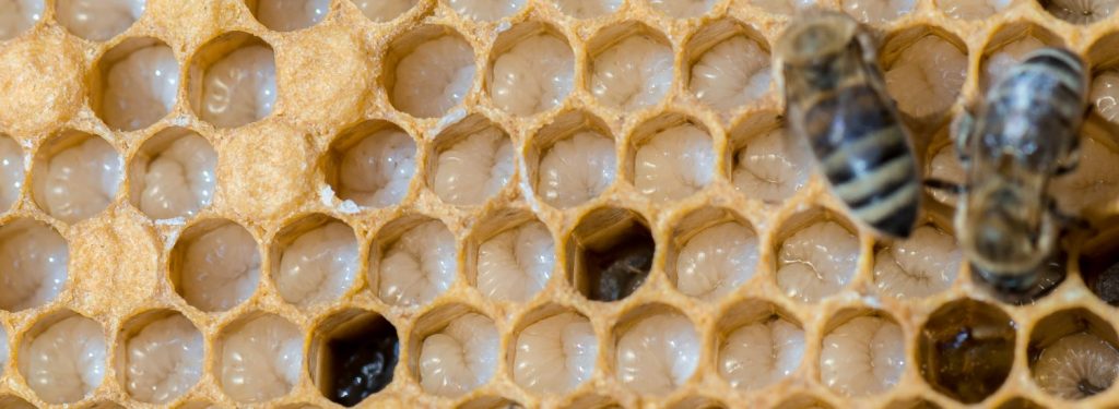 Honeybee Brood Nest - Uncapped Brood Cells