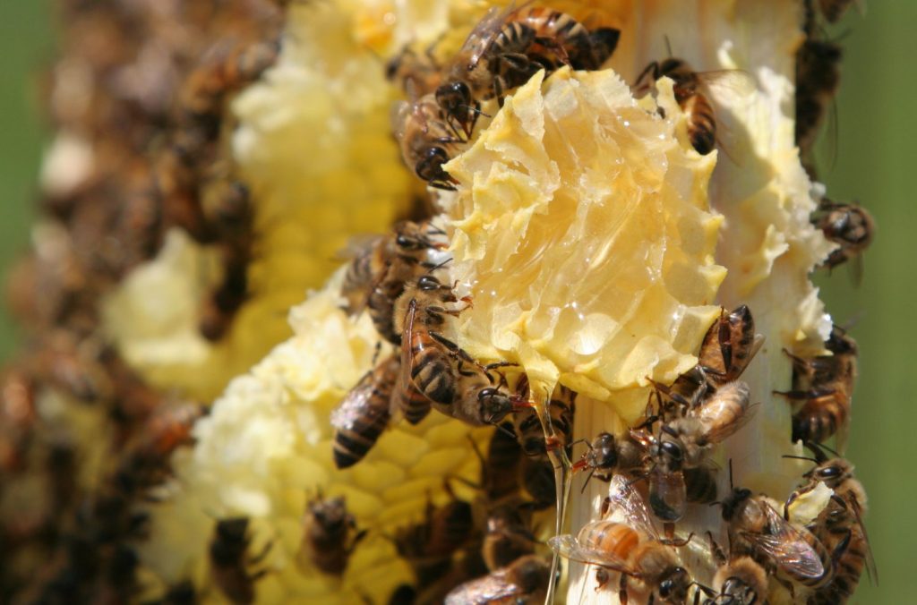 Worker Bees on Burr Comb