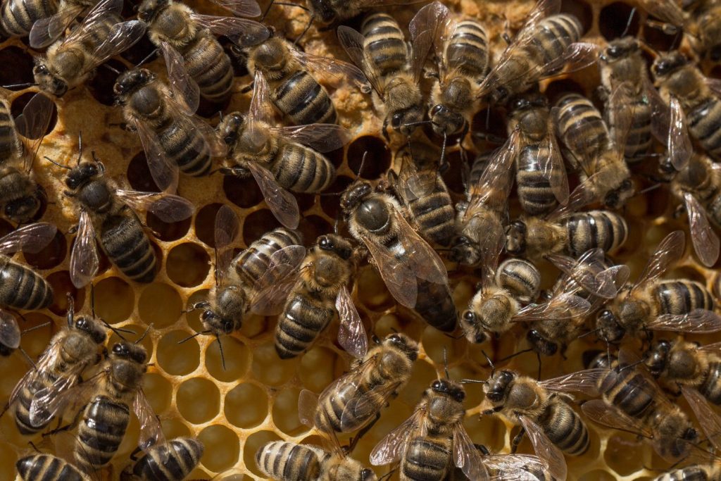 How to Encourage Honey Bees to Build Comb