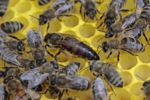 Honeybee Brood Nest - Roles of the Queen Bee