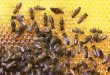 How to Get Bees to Make More Honey