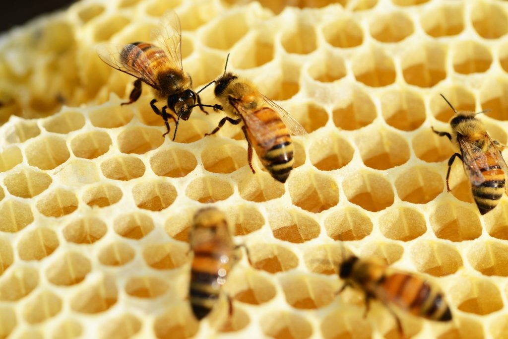 How to Get Bees to Make More Honey