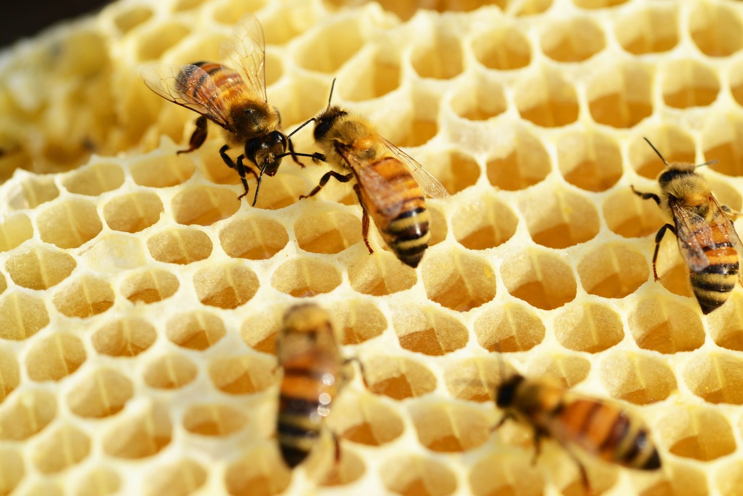 How to Get Bees to Make More Honey - BeeKeepClub