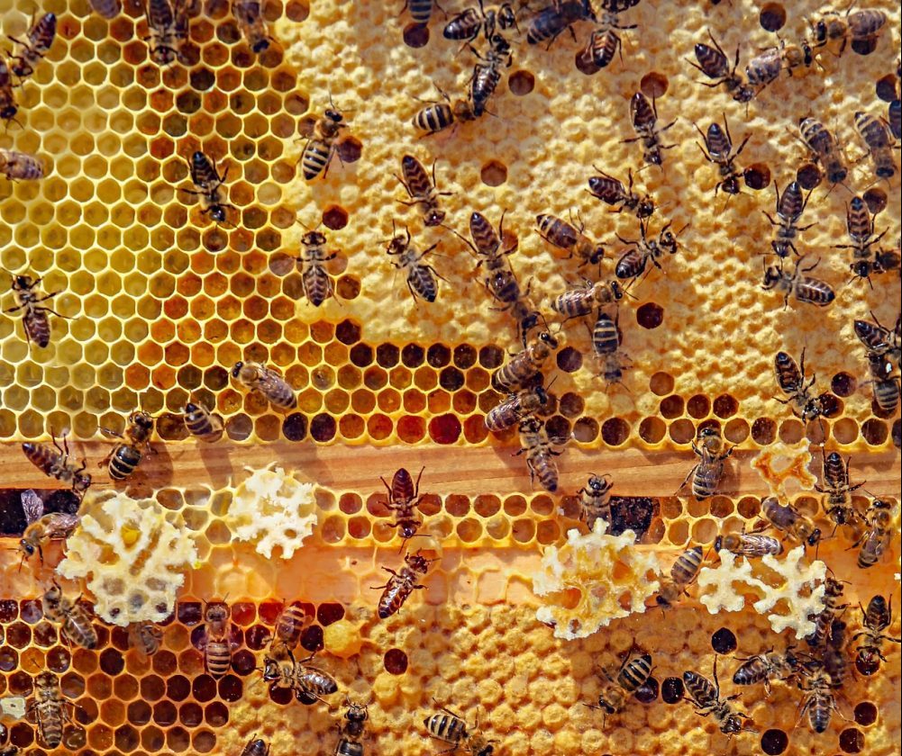 How to Get Bees to Make More Honey - BeeKeepClub