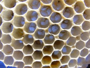 Honeybee Brood Nest - Drone Cells
