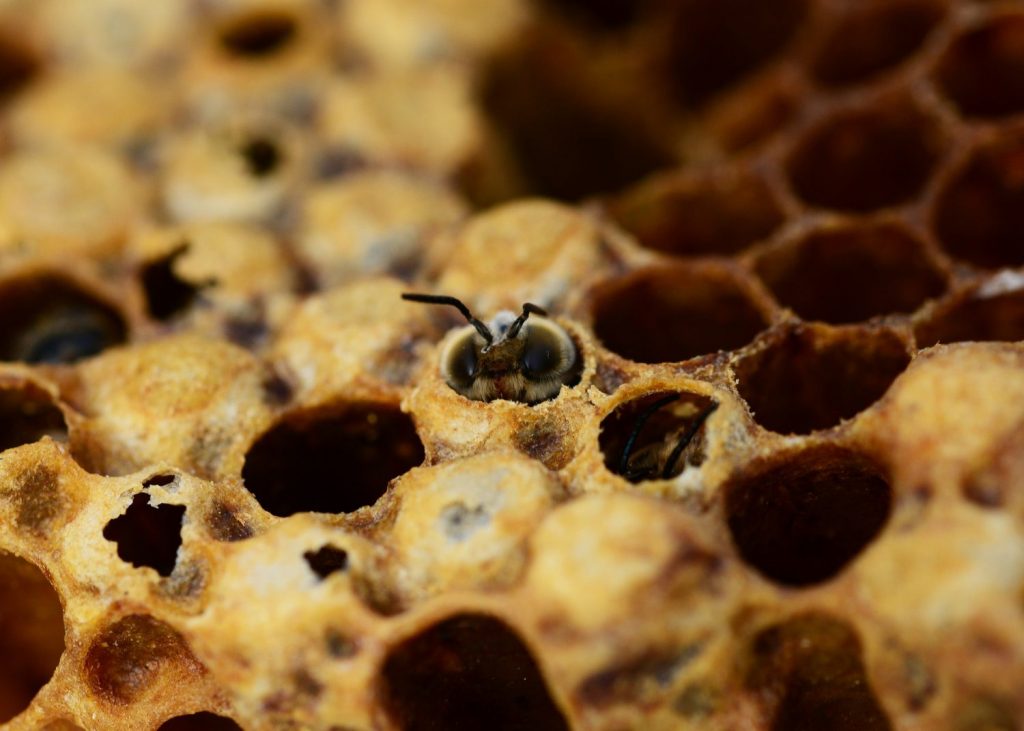 How to Get Your Beehives Ready for Spring - Increase Brood Population