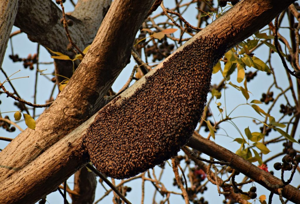 Honeybee Brood Nest - How Honeybees Choose a Nest