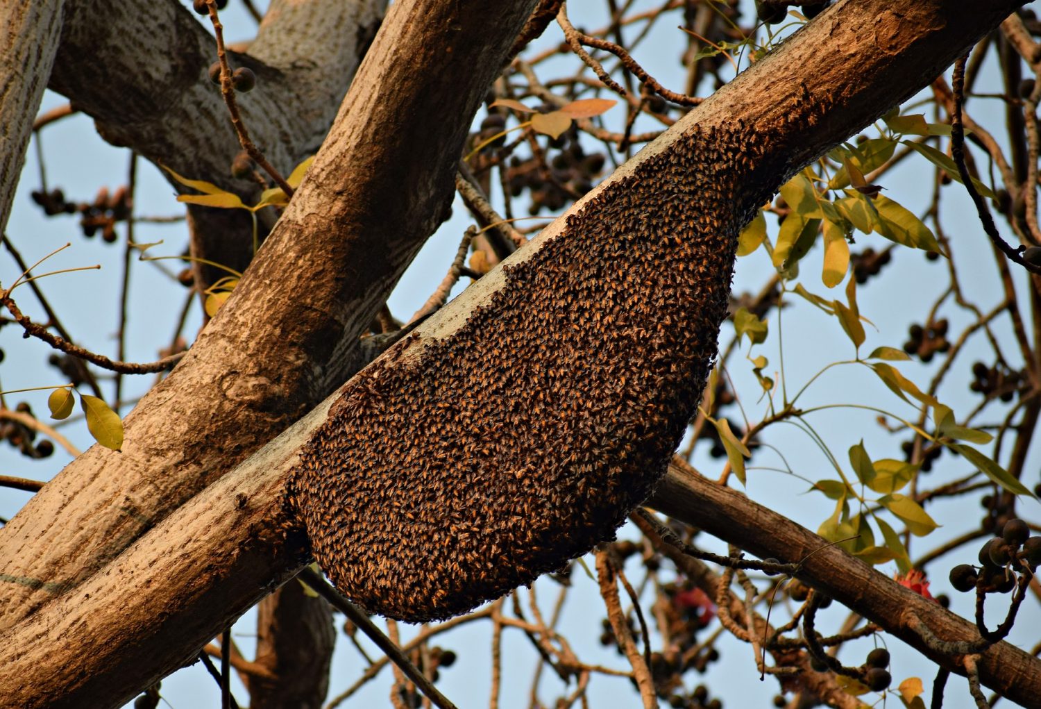 Understanding the Honeybee Brood Nest