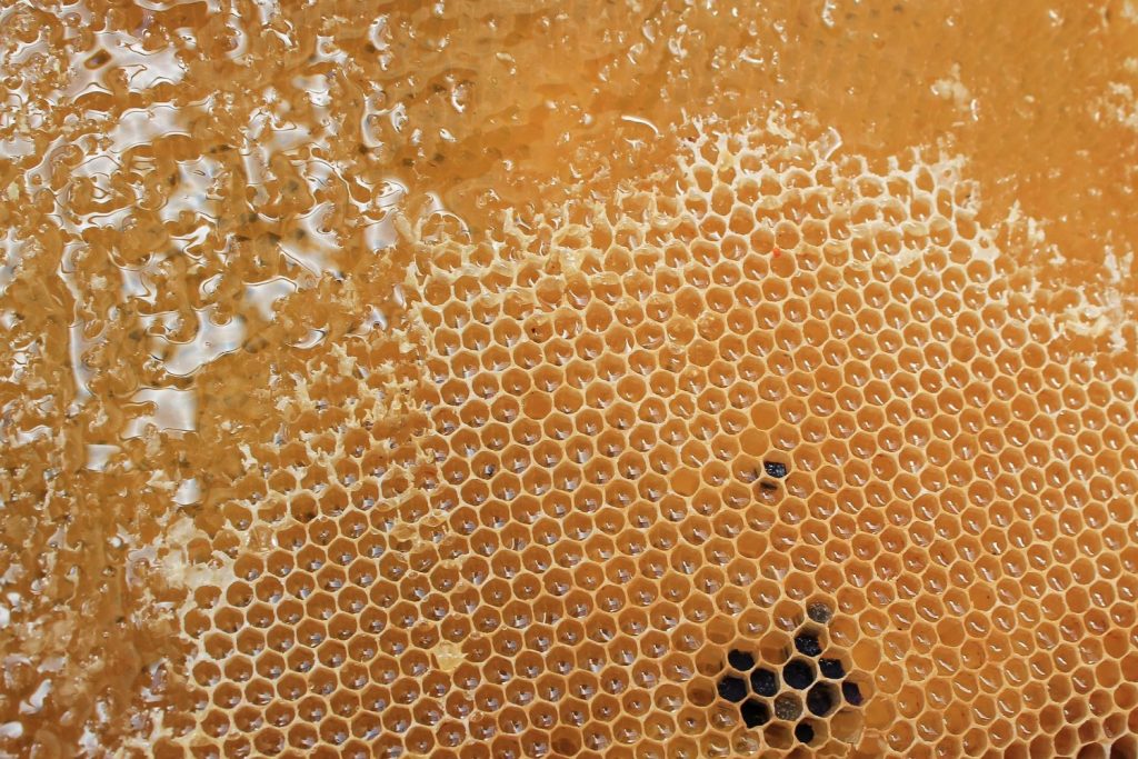 How to Encourage Honey Bees to Build Comb