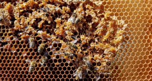 How to Encourage Honey Bees to Build Comb