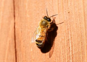 Honeybee Brood Nest - Roles of the Worker Bee
