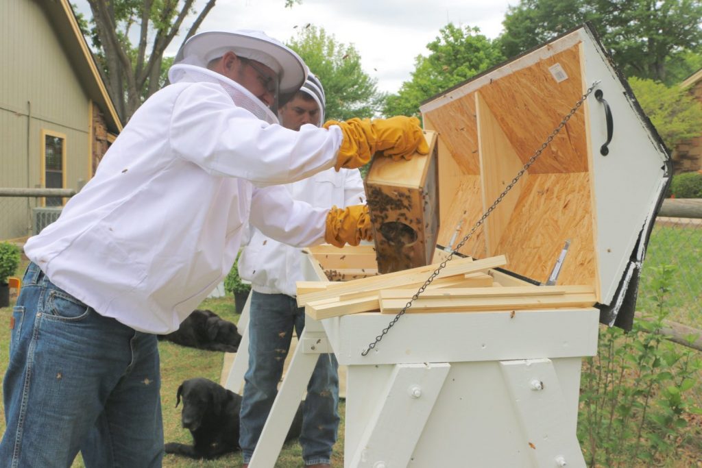 Top Bar Beekeeping for Beginners - Introducing Bees