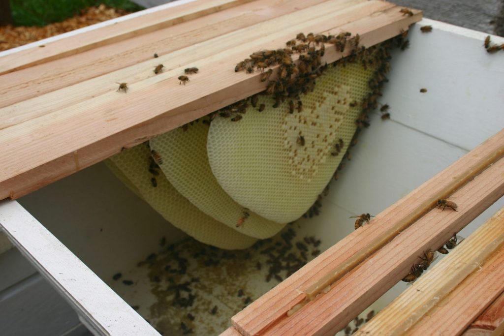 Top Bar Beekeeping for Beginners - Honeycomb on a Top Bar Hive