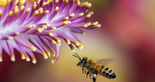 How Climate Change Affects Bees