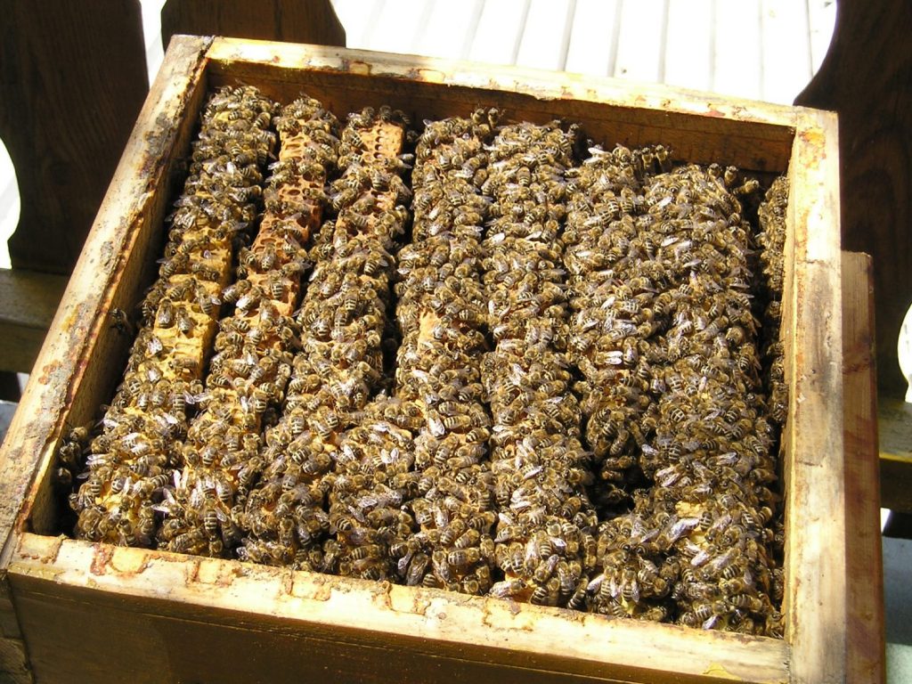 Warré Hive