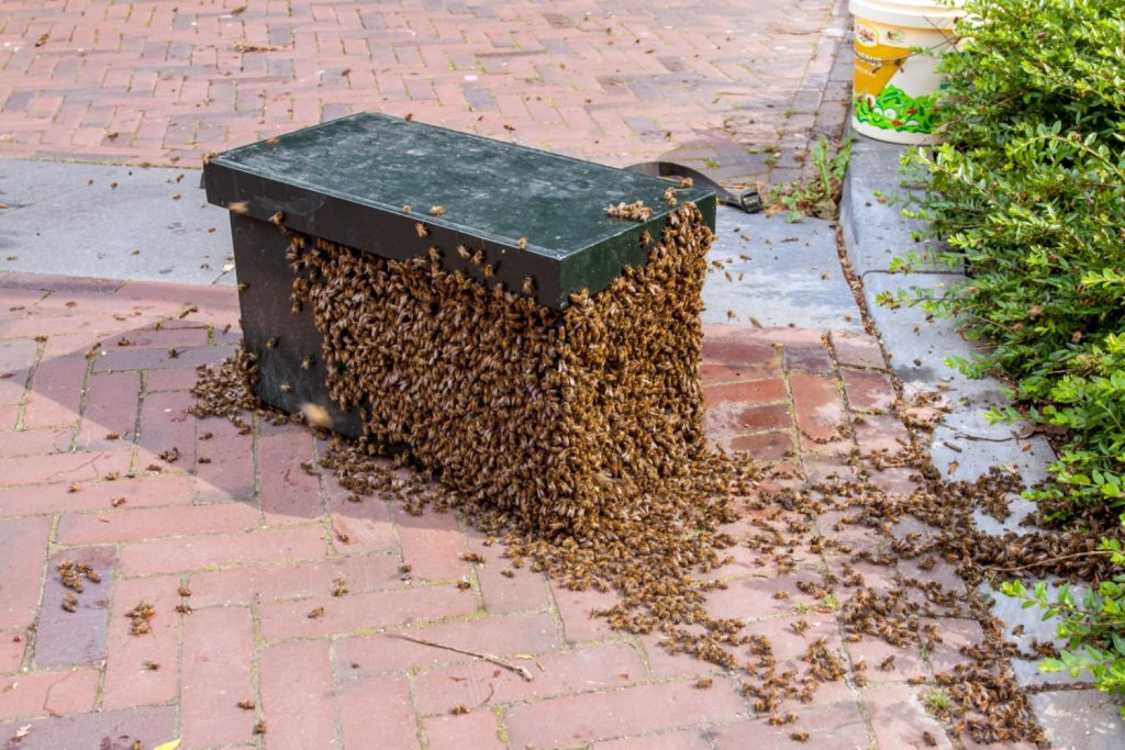 Catch a Swarm of Bees - Bee Swarm Trap