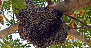 How to Attract and Catch a Swarm of Bees