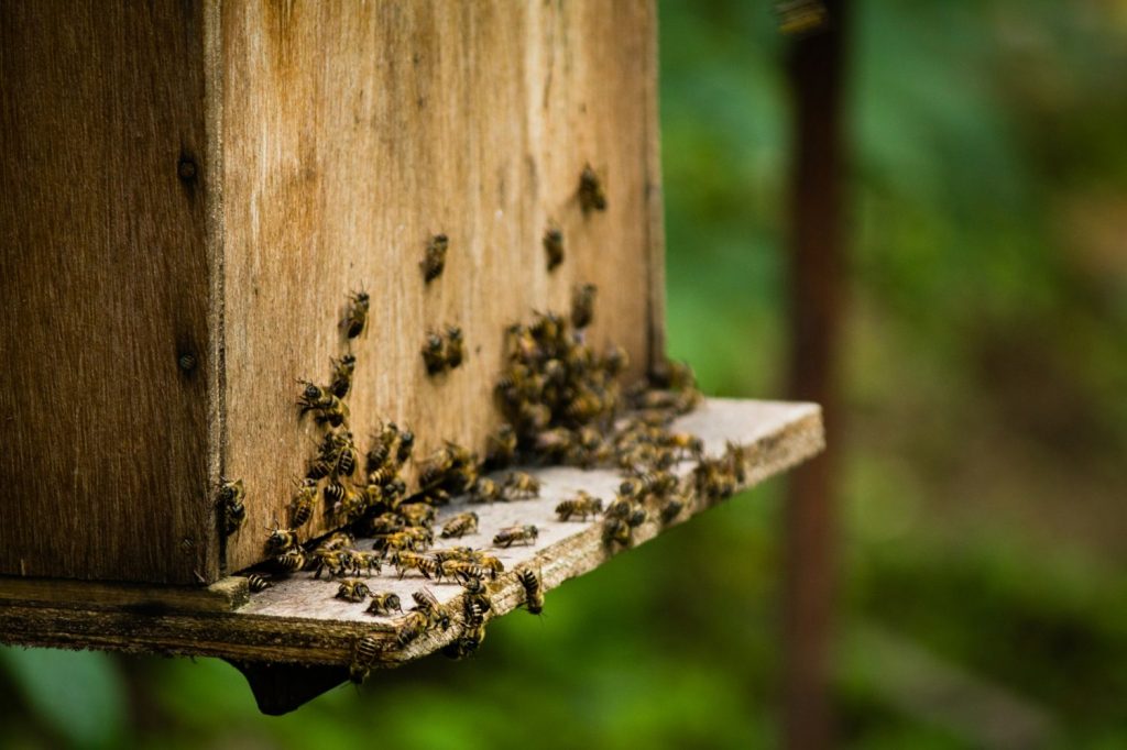 Catch a Swarm of Bees with a Swarm Trap