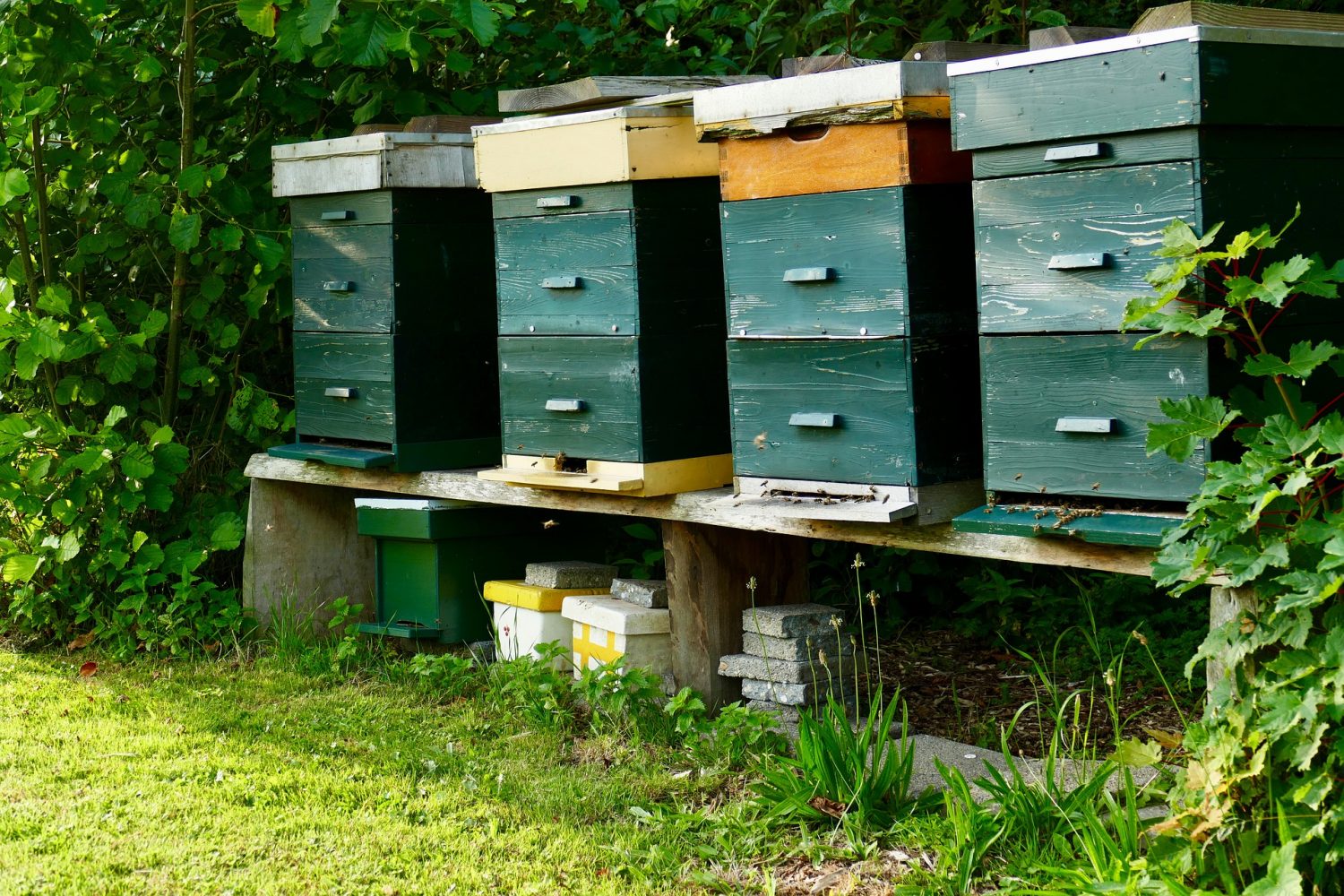 Пчелосемьи купить тамбовской области. Улей. Пчелиные ульи. Пчелы в улье. Улики для пчел.