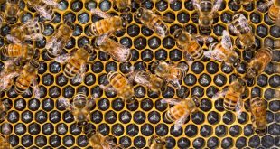 Acorn Beekeeping Plastic Foundation Review