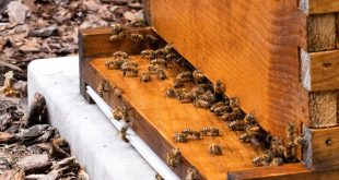 Best Bottom Boards for Beehives
