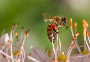 What is Beekeeping - About Honey Bees