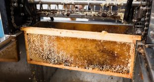Best Honey Uncapping Machines