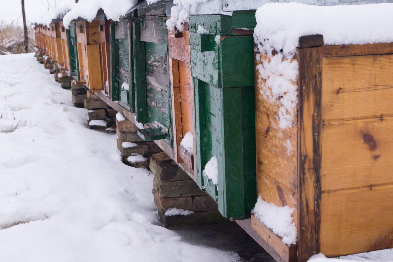 Prepare Beehives for Winter