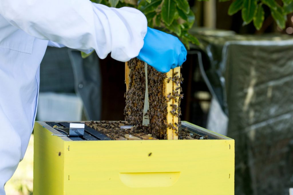 Formic Acid Treatment for Honey Bees