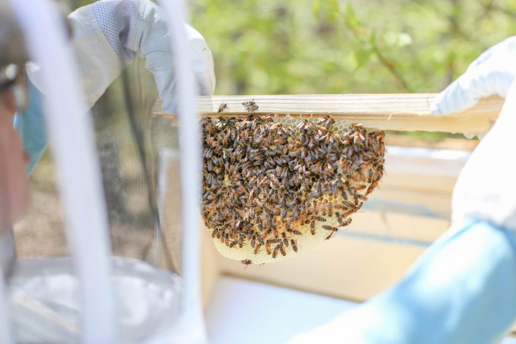 Harvest Honey from Top Bar Beehives