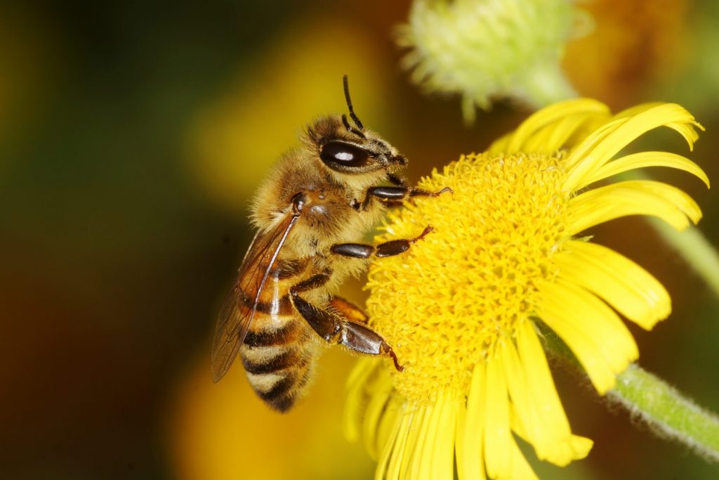 How Bees Impact an Ecosystem