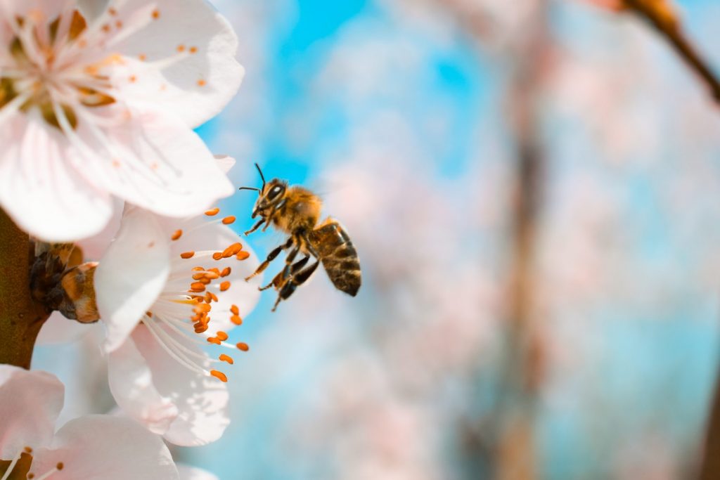 Importance of Bees for Sustaining Life on Earth