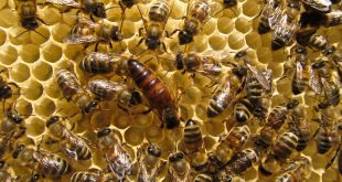 Clipping the Wings of Honeybee Queens