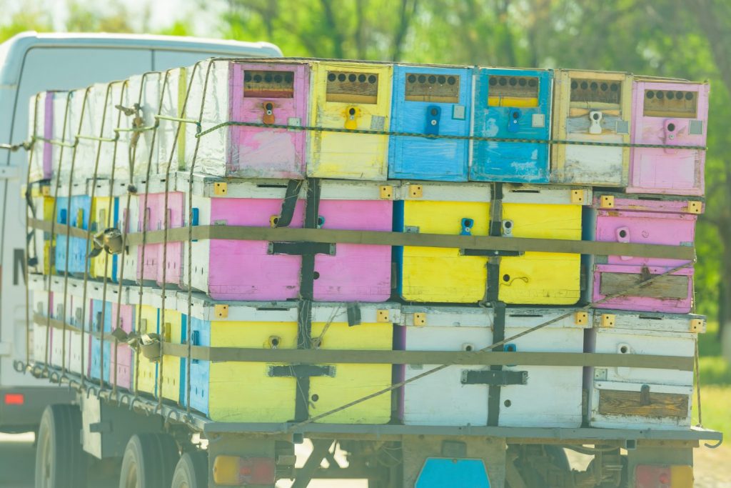How to Move a Beehive - Stress Caused From Transporting the Bees