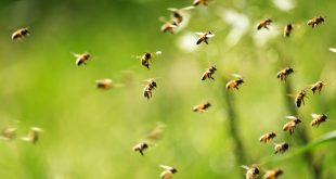 Importance of Honey Bees in Agriculture