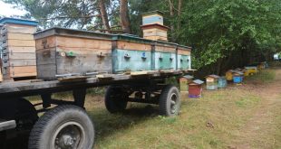 Trucking Bees - How to Move a Beehive