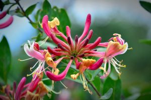 Bee Friendly Plants - Honeysuckle