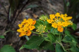 Bee Friendly Plants - Lantana