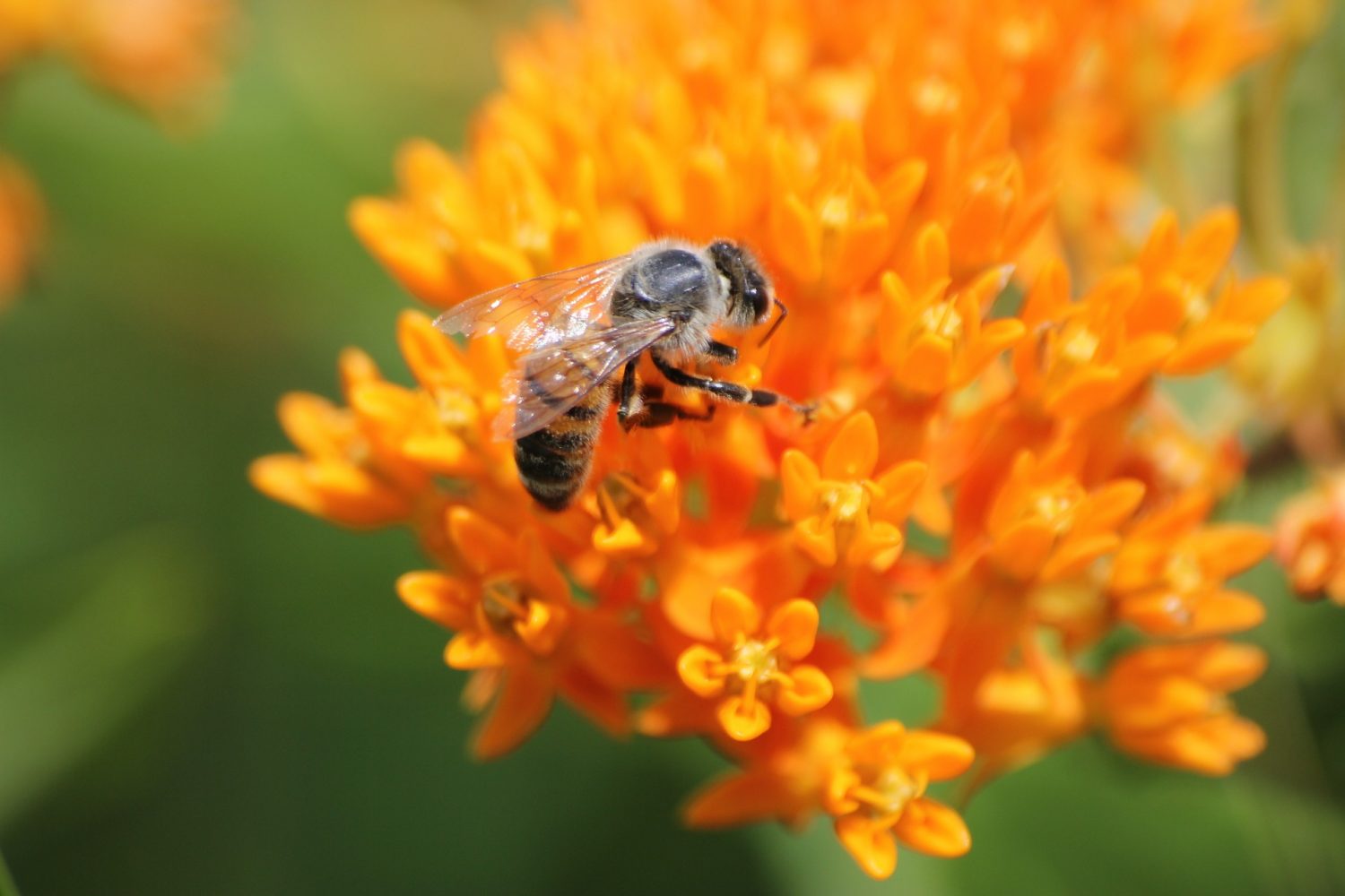 The 27 Best Bee Friendly Plants for Your Garden