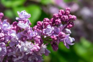 Bee Friendly Plants - Lilacs