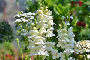 Bee Friendly Plants - Snapdragons