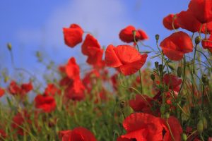 Bee Friendly Plants - Poppies