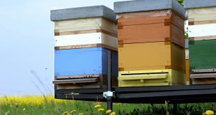Build a Beehive Moving Screen