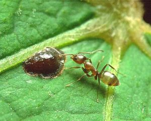 Protect Honey Bees from Ants - Argentinian Ants