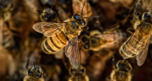 How to Make Your Beehive Thrive