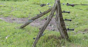 How to Build an Electric Fence for Bears