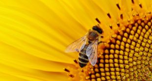 Solutions to Save Bees